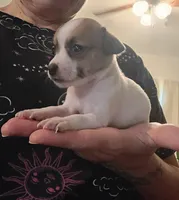 Lucy (teacup), a female Chihuahua for sale in Lumberton, NC – 1 of 3
