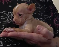 Kimmie (teacup), a female Chihuahua for sale in Lumberton, NC – 1 of 2