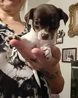 Baby, a female Chihuahua for sale in Lumberton, NC – 4 of 4