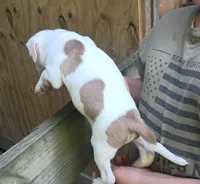 King, a male American Bully for sale in Pembroke, NC – 4 of 6