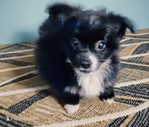 Clyde (longhaired) – Chihuahua puppy for sale in Lumberton, NC