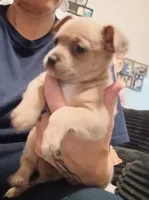 Jim, a male Chihuahua for sale in Lumberton, NC – 2 of 4