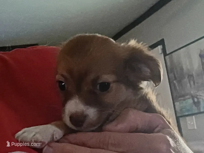 Teacup Tina – Chihuahua puppy for sale in Lumberton, NC