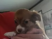 Teacup Tina, a female Chihuahua for sale in Lumberton, NC – 1 of 6