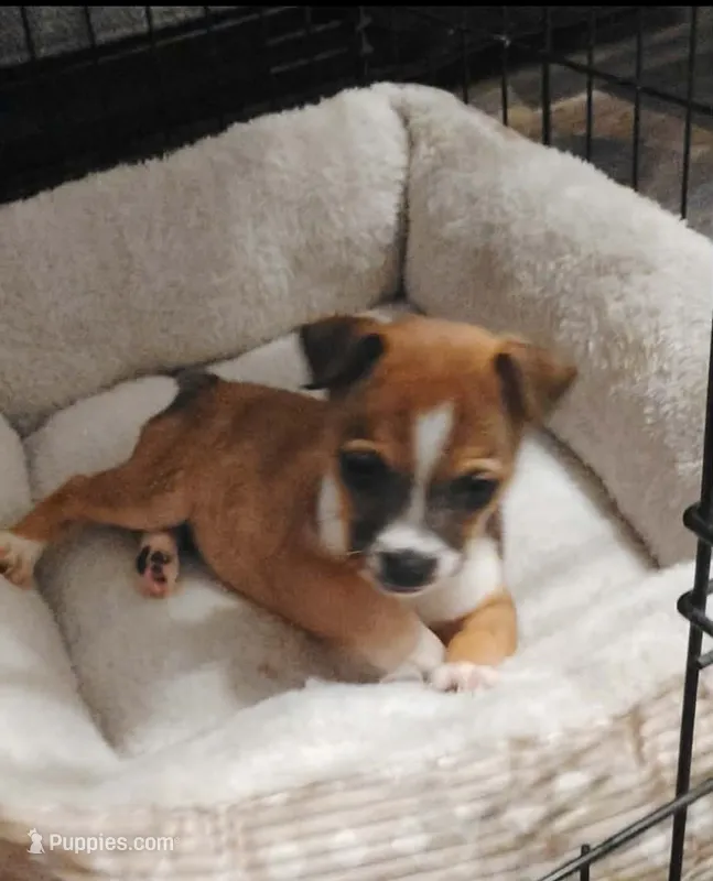 Dixie – Chihuahua puppy for sale in Lumberton, NC