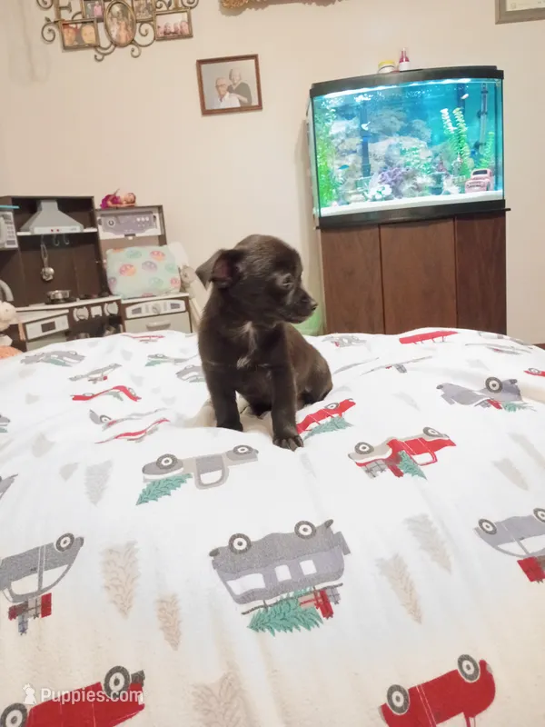 ROSIE – Chihuahua puppy for sale in Lumberton, NC