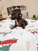 Vince, a male Chihuahua for sale in Lumberton, NC – 5 of 5