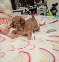 Kenzie (longhaired), a male Chihuahua for sale in Lumberton, NC – 1 of 2