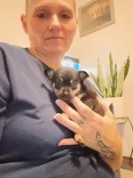 Carson, a male Chihuahua for sale in Lumberton, NC – 1 of 2