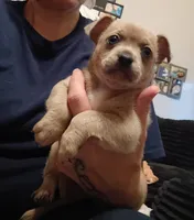 Jim, a male Chihuahua for sale in Lumberton, NC – 4 of 4