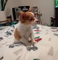 Trissie, a female Chihuahua for sale in Lumberton, NC – 4 of 4