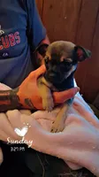Desi, a female Chihuahua for sale in Lumberton, NC – 1 of 1