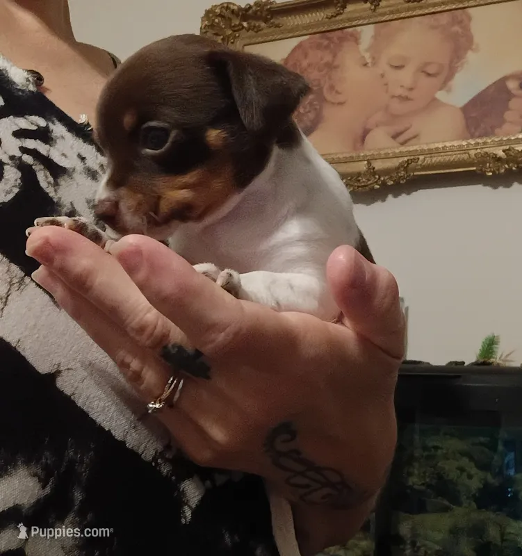 Baby – Chihuahua puppy for sale in Lumberton, NC