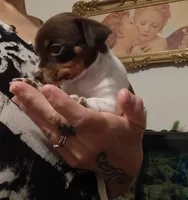 Baby, a female Chihuahua for sale in Lumberton, NC – 2 of 4