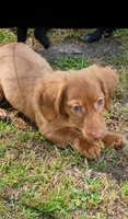 Lila, a female Chihuahua and Miniature Dachshund for sale in Lumberton, NC – 5 of 5