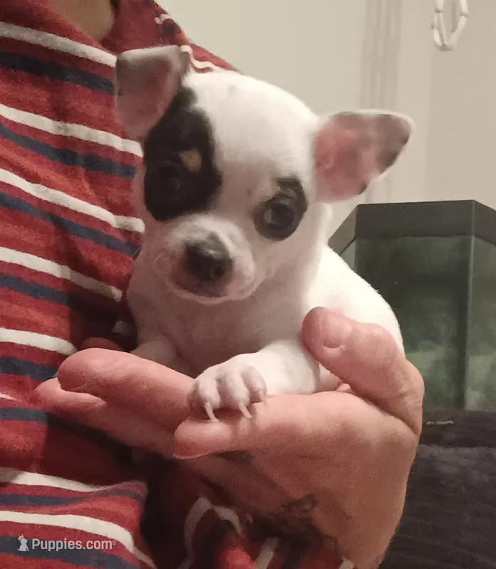 Zen (apple head) – Chihuahua puppy for sale in Lumberton, NC