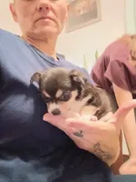 Tam, a female Chihuahua for sale in Lumberton, NC – 3 of 3