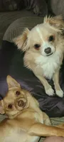 Clara (longhaired), a female Chihuahua for sale in Lumberton, NC – 7 of 7