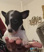 Kammie (teacup), a female Chihuahua for sale in Lumberton, NC – 1 of 2
