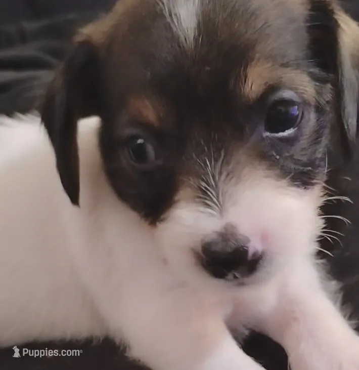 Timmy – Chihuahua, Shih Tzu puppy for sale in Lumberton, NC