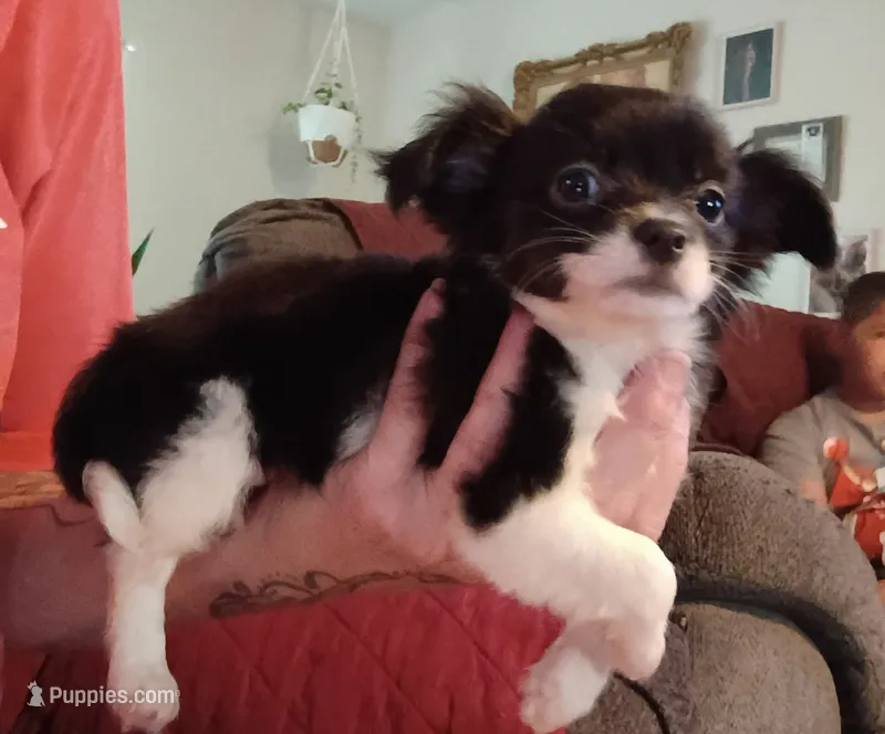 Suella – Chihuahua puppy for sale in Pembroke, NC