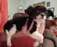 Suella, a female Chihuahua for sale in Pembroke, NC – 1 of 3