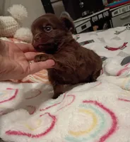 Kyia (longhaired), a female Chihuahua for sale in Lumberton, NC – 4 of 5