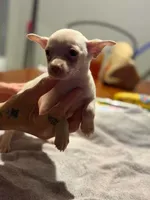 Crissy, a female Chihuahua for sale in Pembroke, NC – 2 of 3