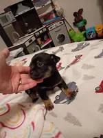 Kent, a male Chihuahua for sale in Lumberton, NC – 5 of 5