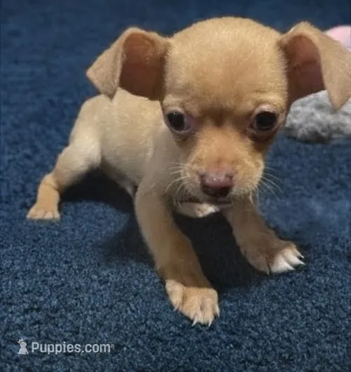 Jess – Chihuahua puppy for sale in Lumberton, NC