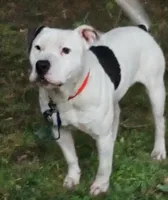 Mylie, a female American Pit Bull Terrier for sale in Lumberton, NC – 6 of 9