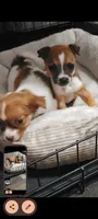 Dixie(teacup), a female Chihuahua for sale in Lumberton, NC – 2 of 5