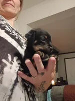 Cici, a female Chihuahua for sale in Lumberton, NC – 2 of 2
