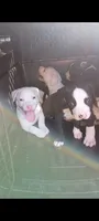 Mylie, a female American Pit Bull Terrier for sale in Lumberton, NC – 8 of 9