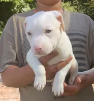 Crista, a female American Bully for sale in Pembroke, NC – 1 of 3