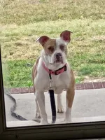 King, a male American Bully for sale in Pembroke, NC – 5 of 6