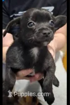 ROSIE – Chihuahua puppy for sale in Lumberton, NC