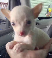 Bella (teacup), a female Chihuahua for sale in Lumberton, NC – 1 of 4