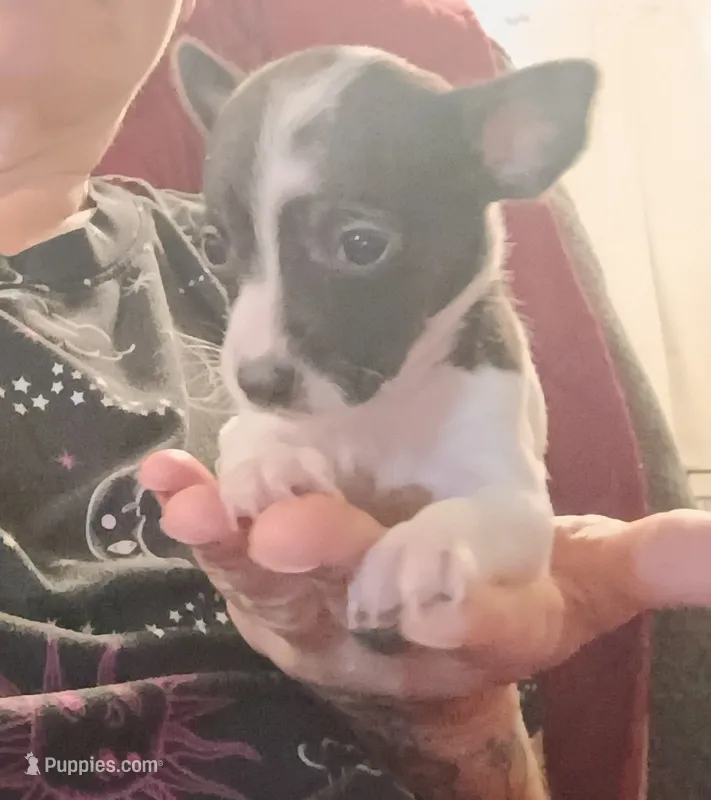 Kammie (teacup) – Chihuahua puppy for sale in Lumberton, NC