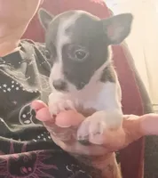 Kammie (teacup), a female Chihuahua for sale in Lumberton, NC – 2 of 2