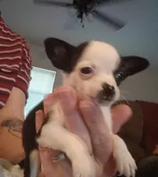 Teacup Marty, a male Chihuahua for sale in Pembroke, NC – 4 of 4