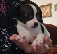 Kima (teacup), a female Chihuahua for sale in Lumberton, NC – 2 of 3