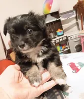 Lulu (teacup), a male Chihuahua for sale in Lumberton, NC – 4 of 5