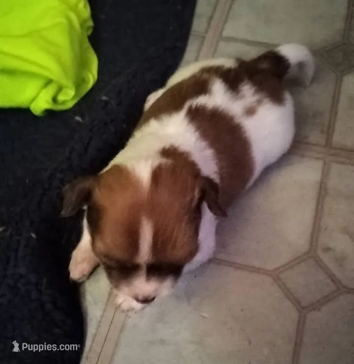 Ella (longhaired) – Chihuahua puppy for sale in Lumberton, NC