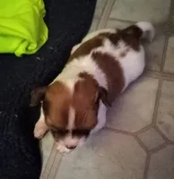 Ella (longhaired), a female Chihuahua for sale in Lumberton, NC – 1 of 4
