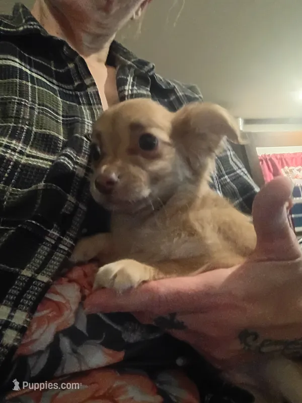 Carson (longhaired) – Chihuahua puppy for sale in Lumberton, NC