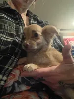 Carson (longhaired), a male Chihuahua for sale in Lumberton, NC – 1 of 3