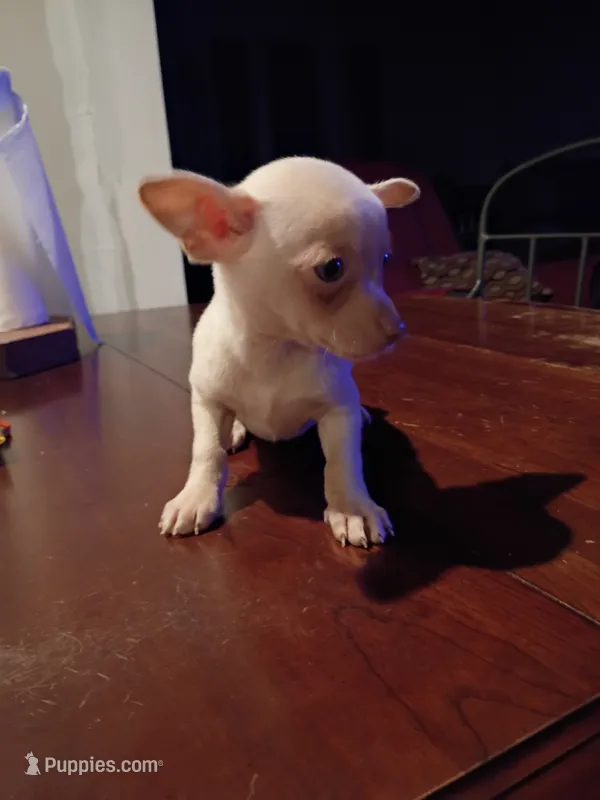 Trevor – Chihuahua puppy for sale in Pembroke, NC