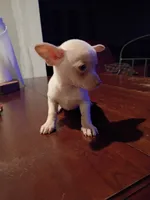 Trevor, a male Chihuahua for sale in Pembroke, NC – 3 of 3