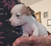 Crista (teacup), a female Chihuahua for sale in Lumberton, NC – 2 of 2